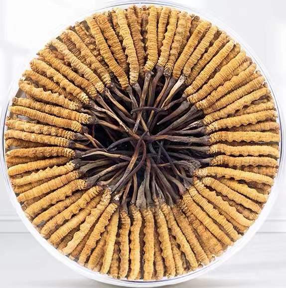 阿克陶冬虫夏草回收